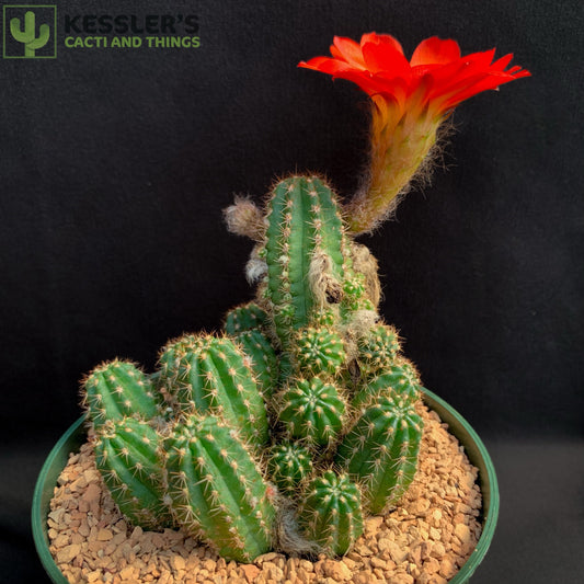 Echinopsis (Rose Quartz)