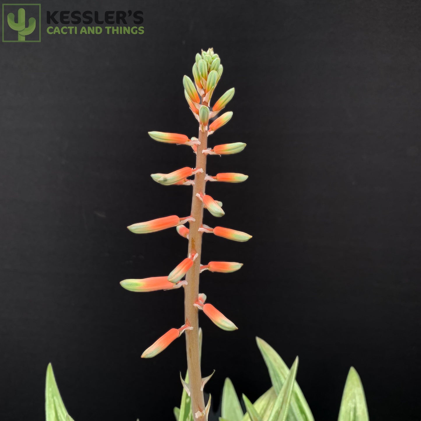 Gasteraloe (Green Ice)