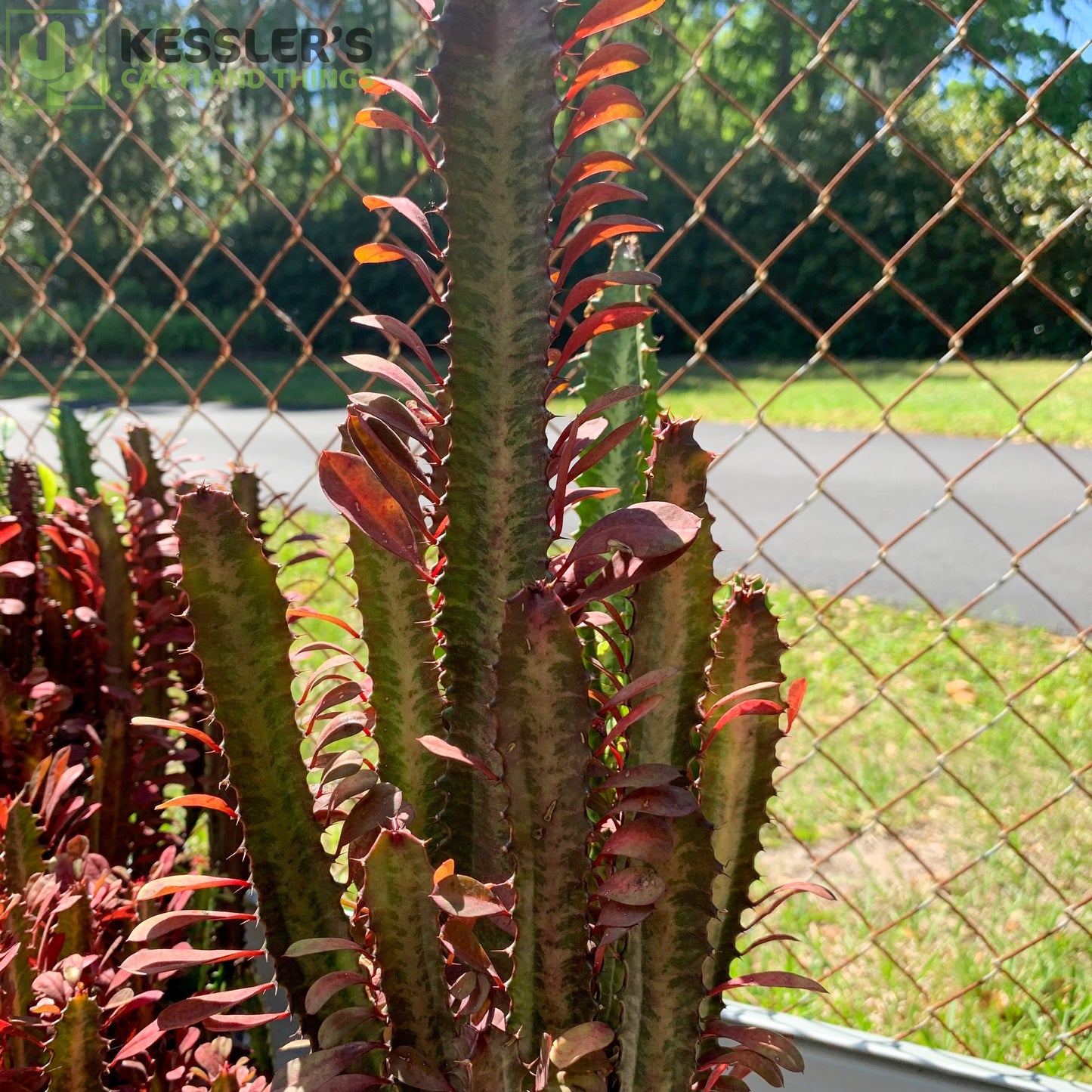 Euphorbia Trigona Rubra (Red Good Luck Plant)