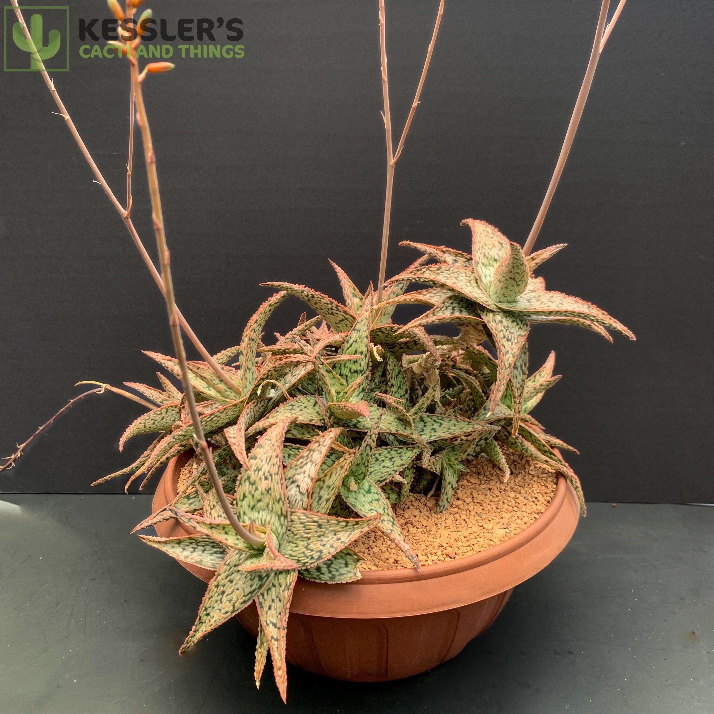 aloe pink blush succulent Aloe 'Pink Blush' 4 Inch #B