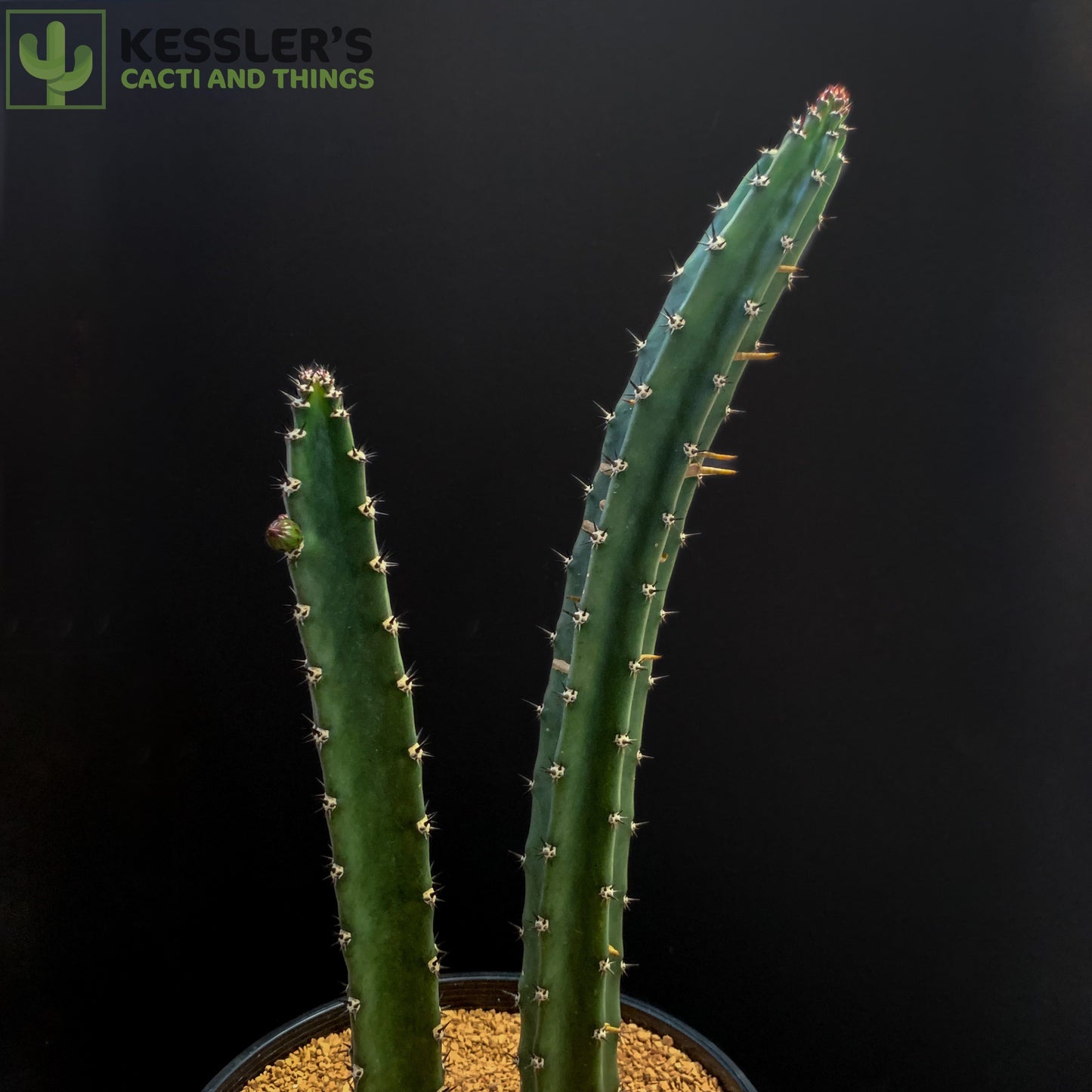 Harrisia Jusbertii