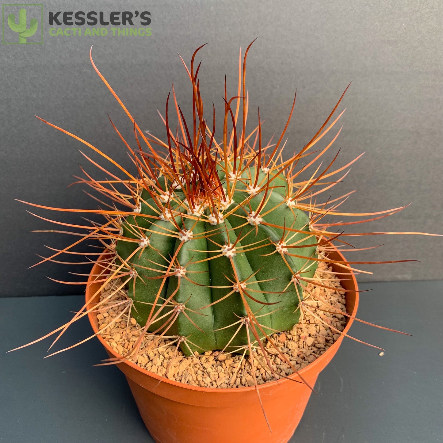 Melocactus Erythracanthus