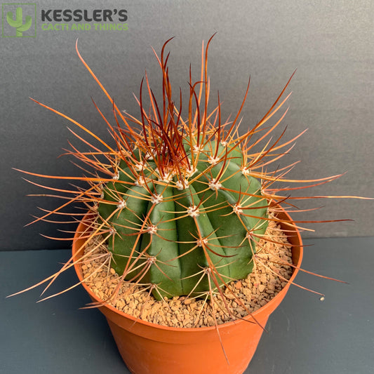 Melocactus Erythracanthus