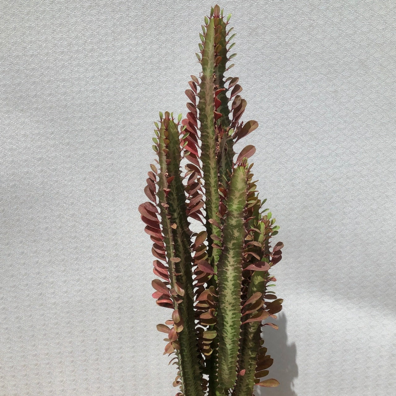 Euphorbia Trigona Rubra (Red Good Luck Plant)