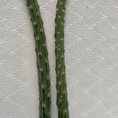 Peniocereus Viperinus (Collector's Plant)