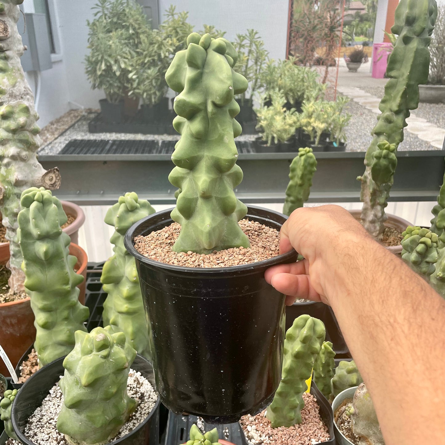 Lophocereus Schottii Monstrose (Totem Pole Cactus)