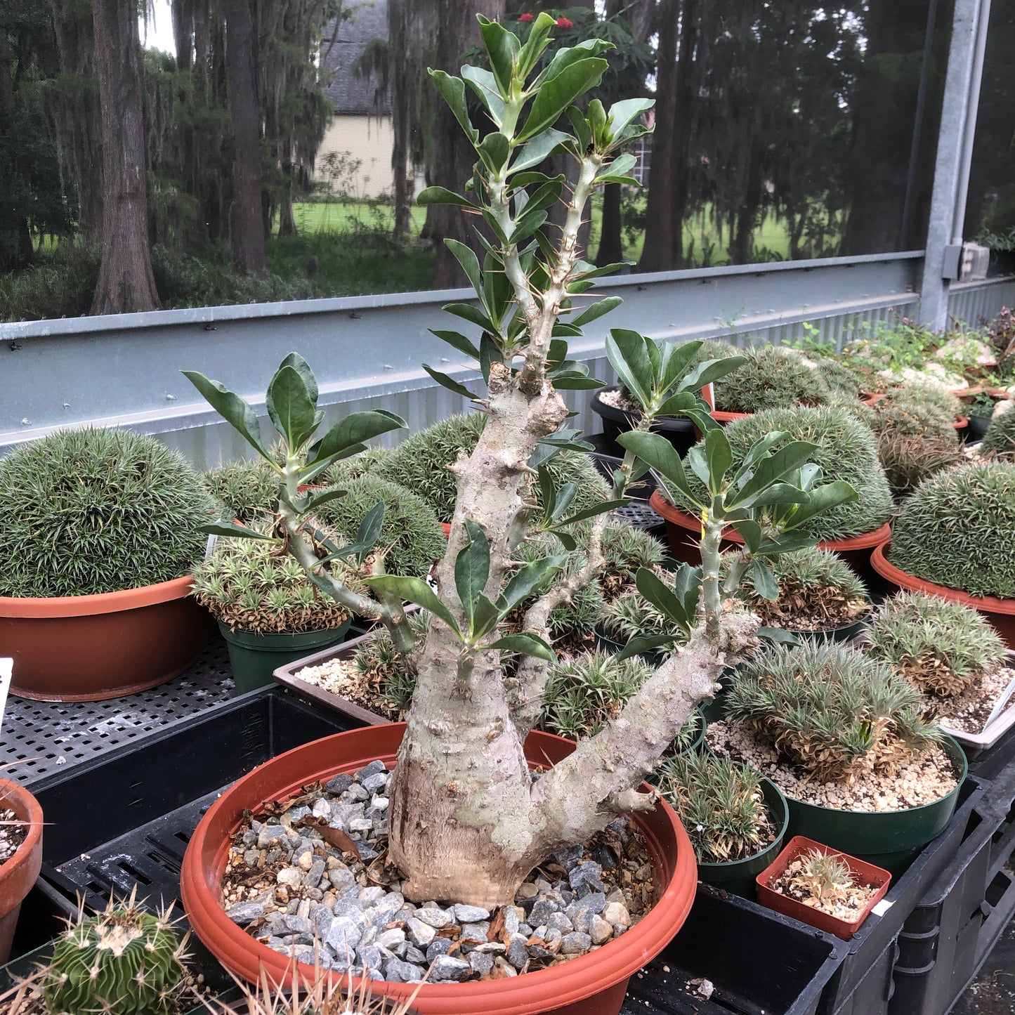 Pachypodium Saundersii