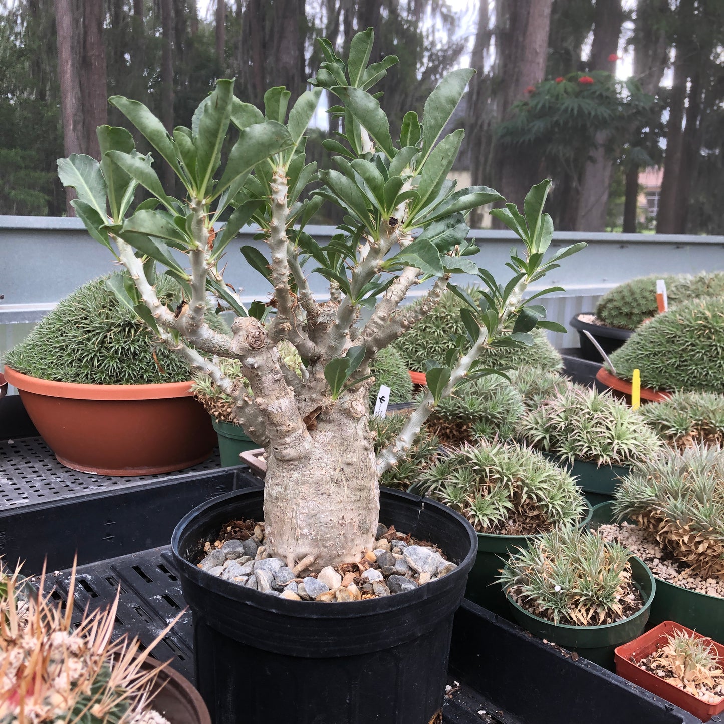 Pachypodium Saundersii