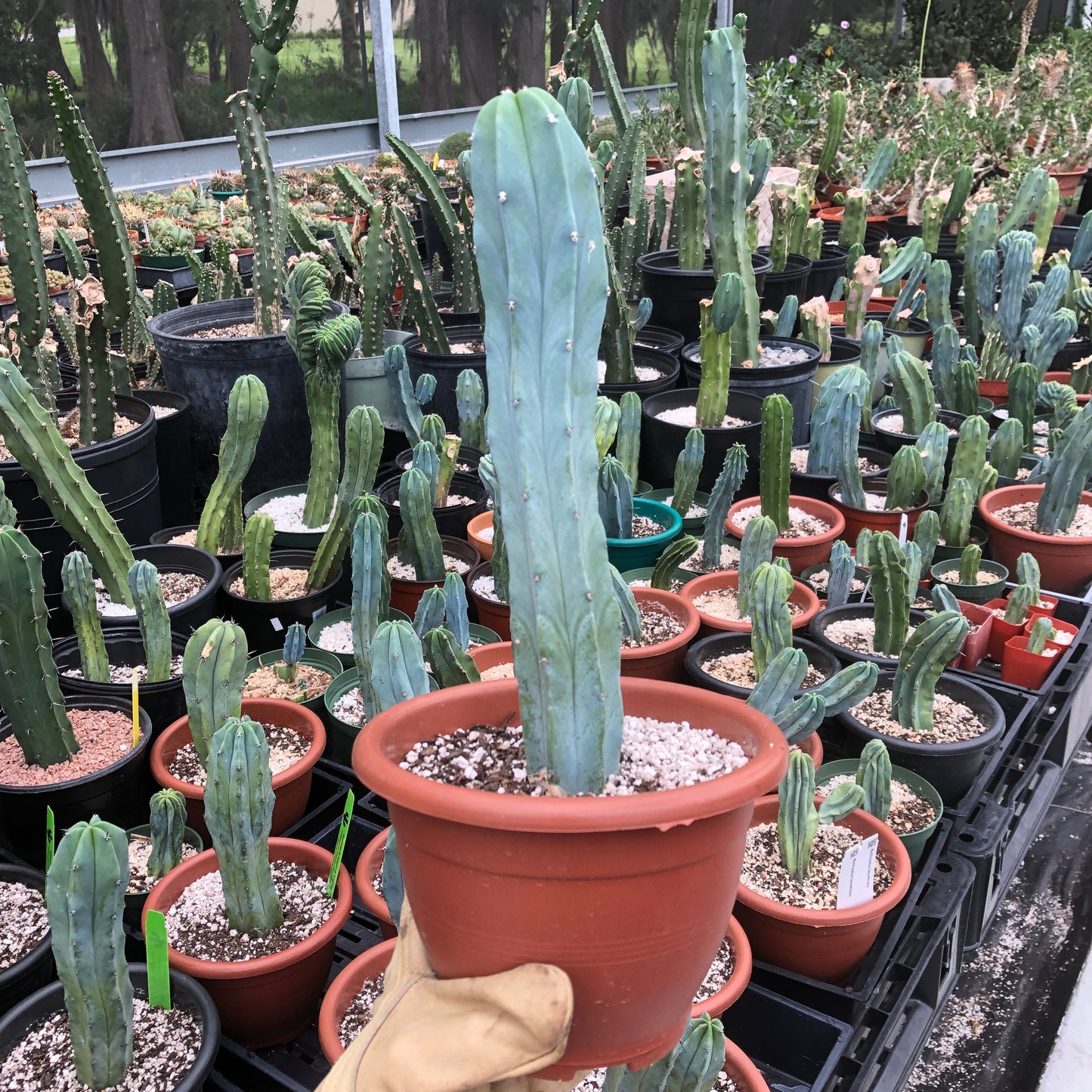 Myrtillocactus Geometrizans (Blue Candle)