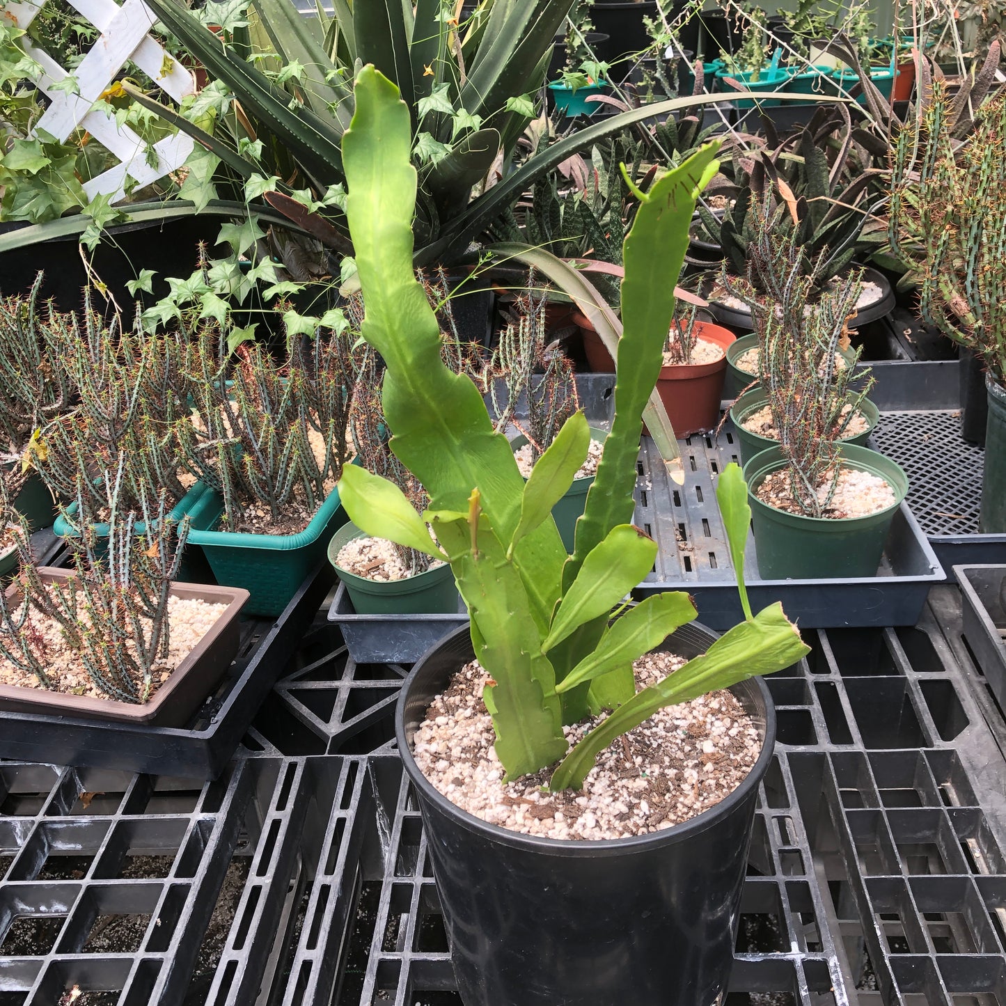 Epiphyllum Hookeri (Orchid Cactus)