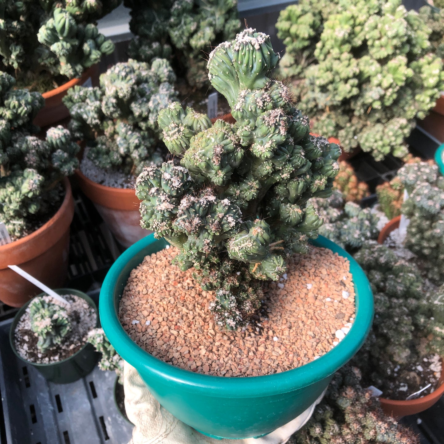 Cereus Forbesii Monstrose (Ming Thing)