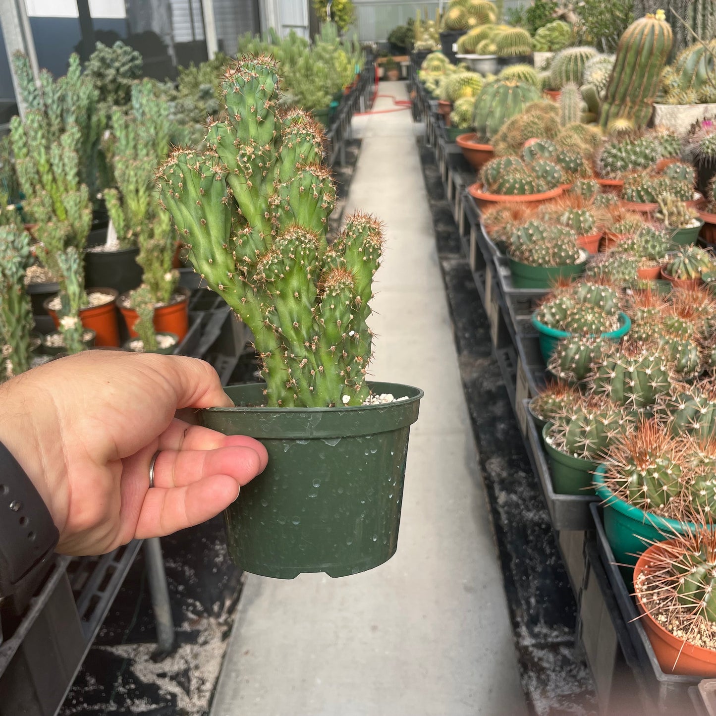 Cereus Peruvianus Fa. Monstrose Rojo (Crested Apple Cactus)