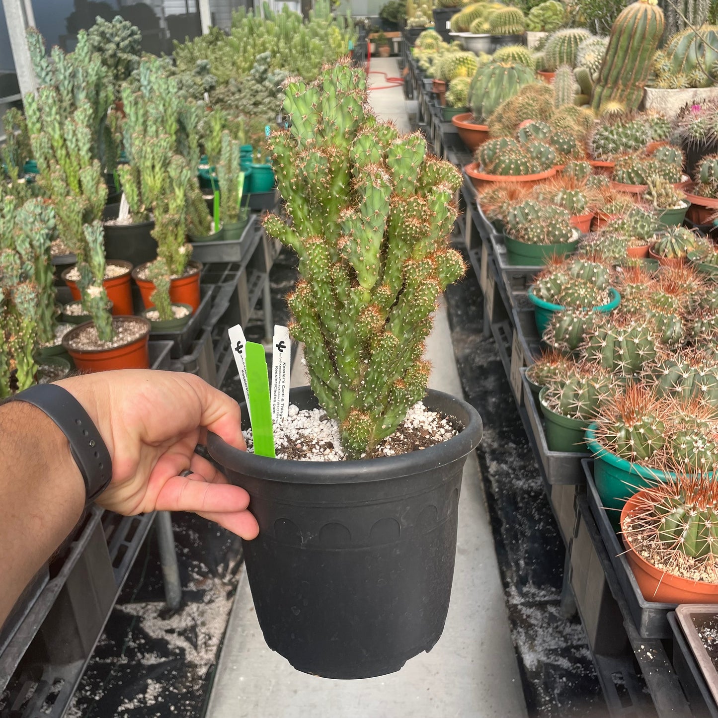 Cereus Peruvianus Fa. Monstrose Rojo (Crested Apple Cactus)