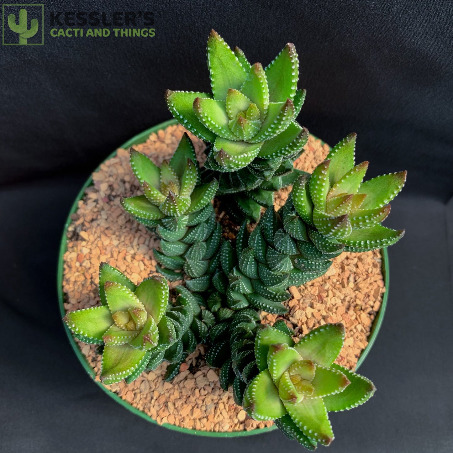 Haworthia Cortada