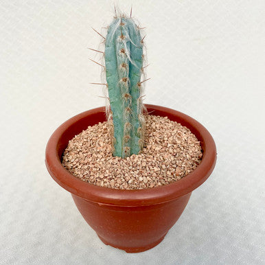 Pilosocereus Pachycladus (Blue Torch Cactus)