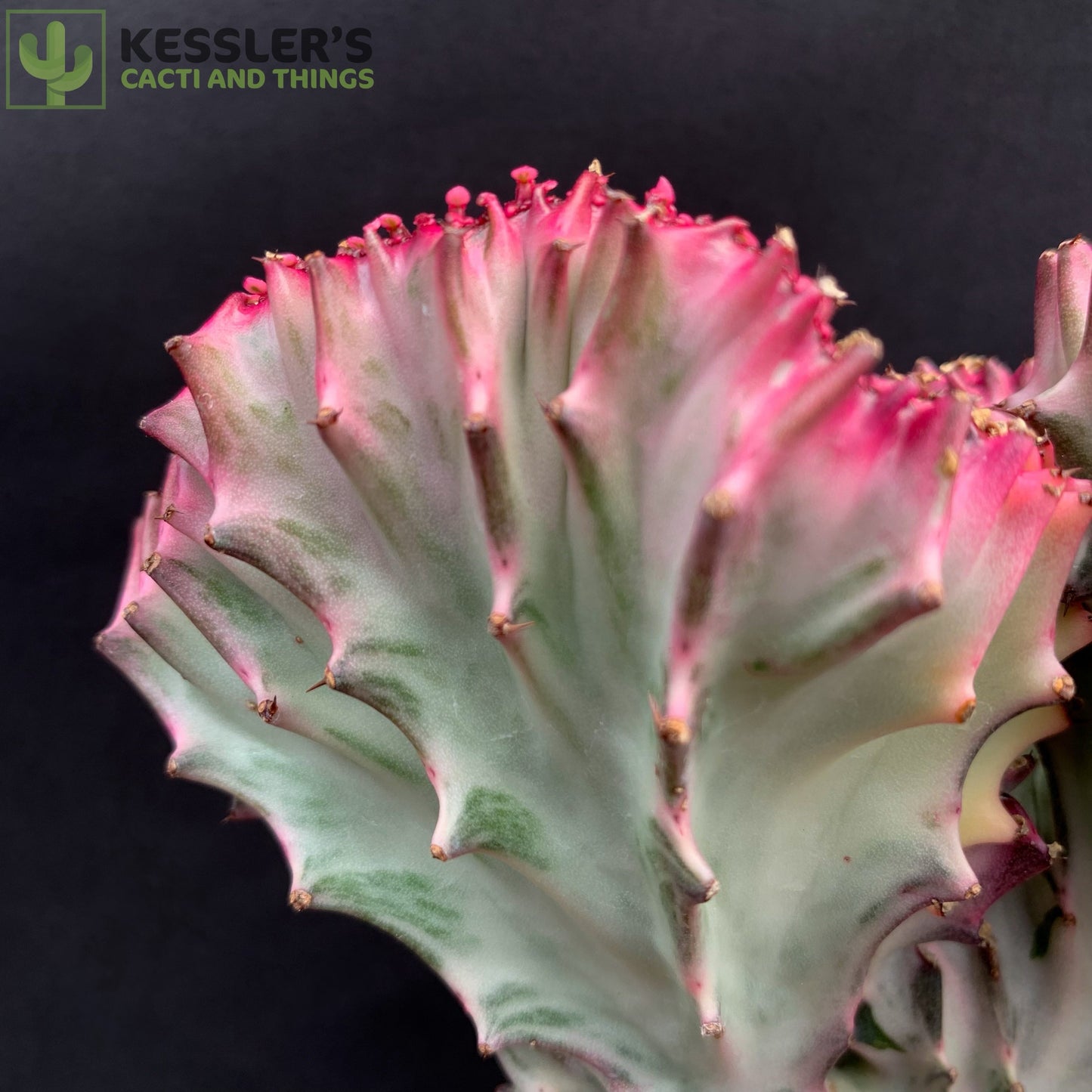 Grafted Euphorbia Lactea Var. Crest (Mermaid Cactus)