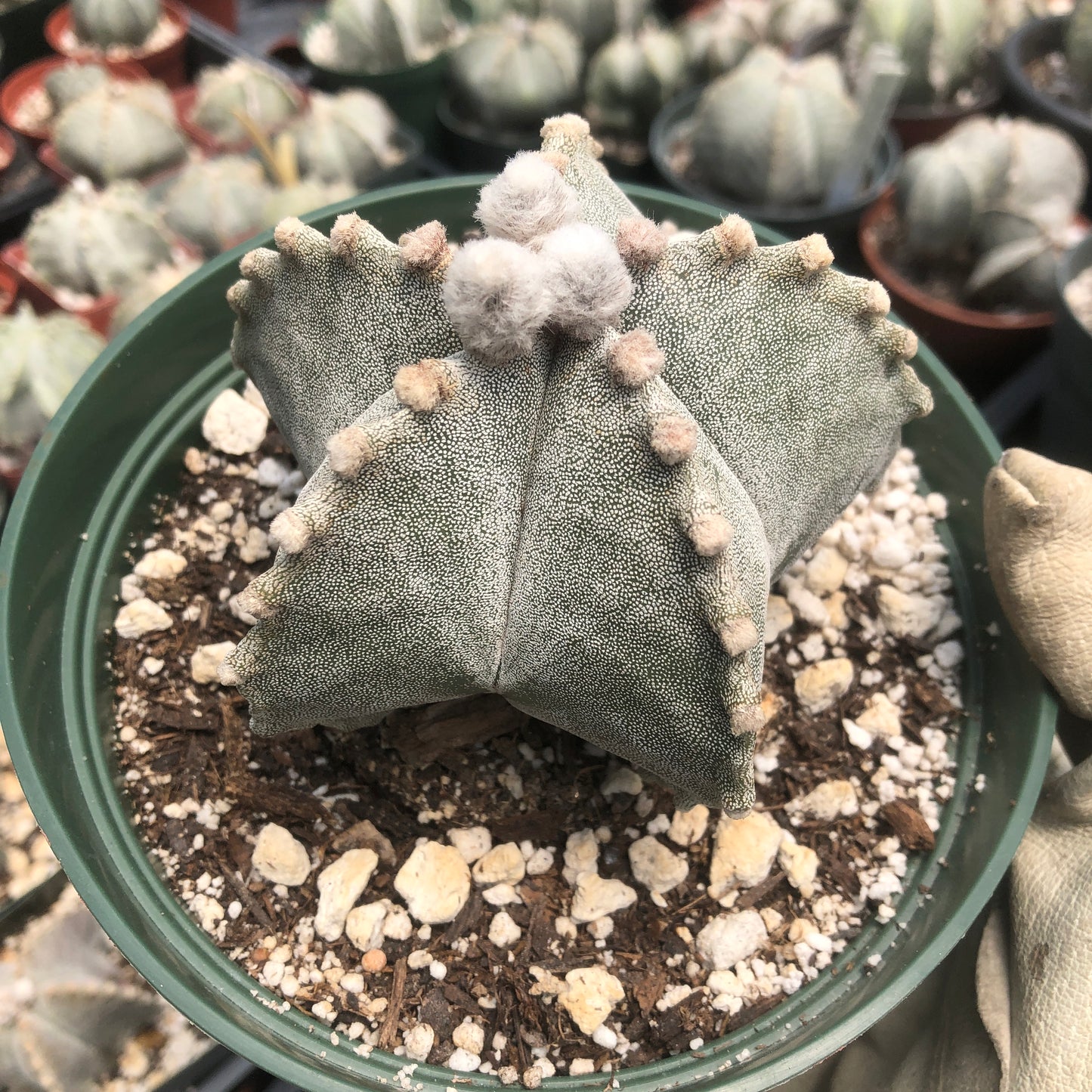 Astrophytum Myriostigma (Bishop's Cap)