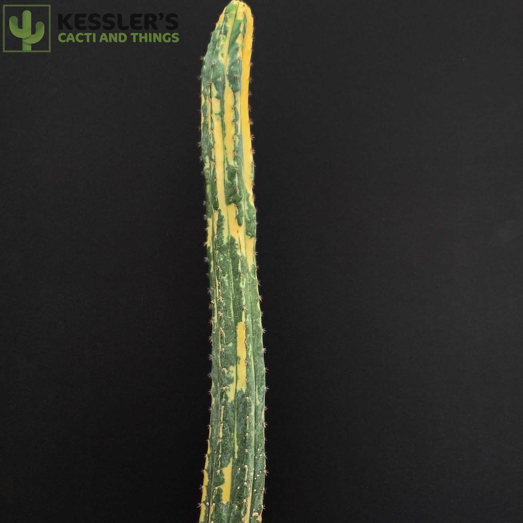 variegated san pedro cactus Echinopsis Pachanoi (Variegated San Pedro) – Kesslers Cacti