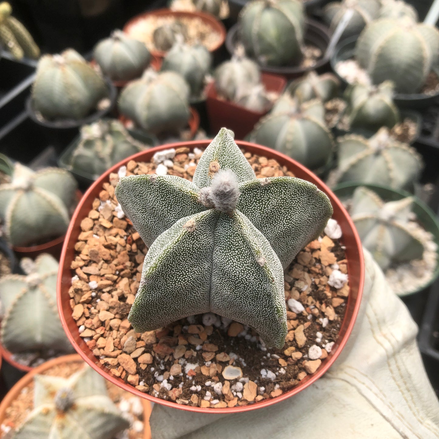 Astrophytum Myriostigma (Bishop's Cap)