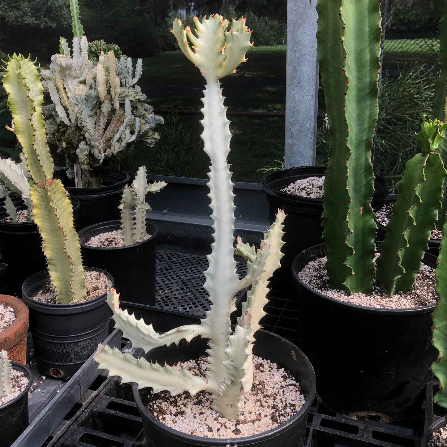 Euphorbia Lactea (Grey Ghost)