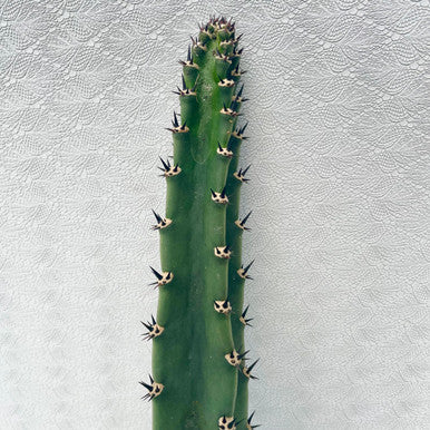 Harrisia Jusbertii