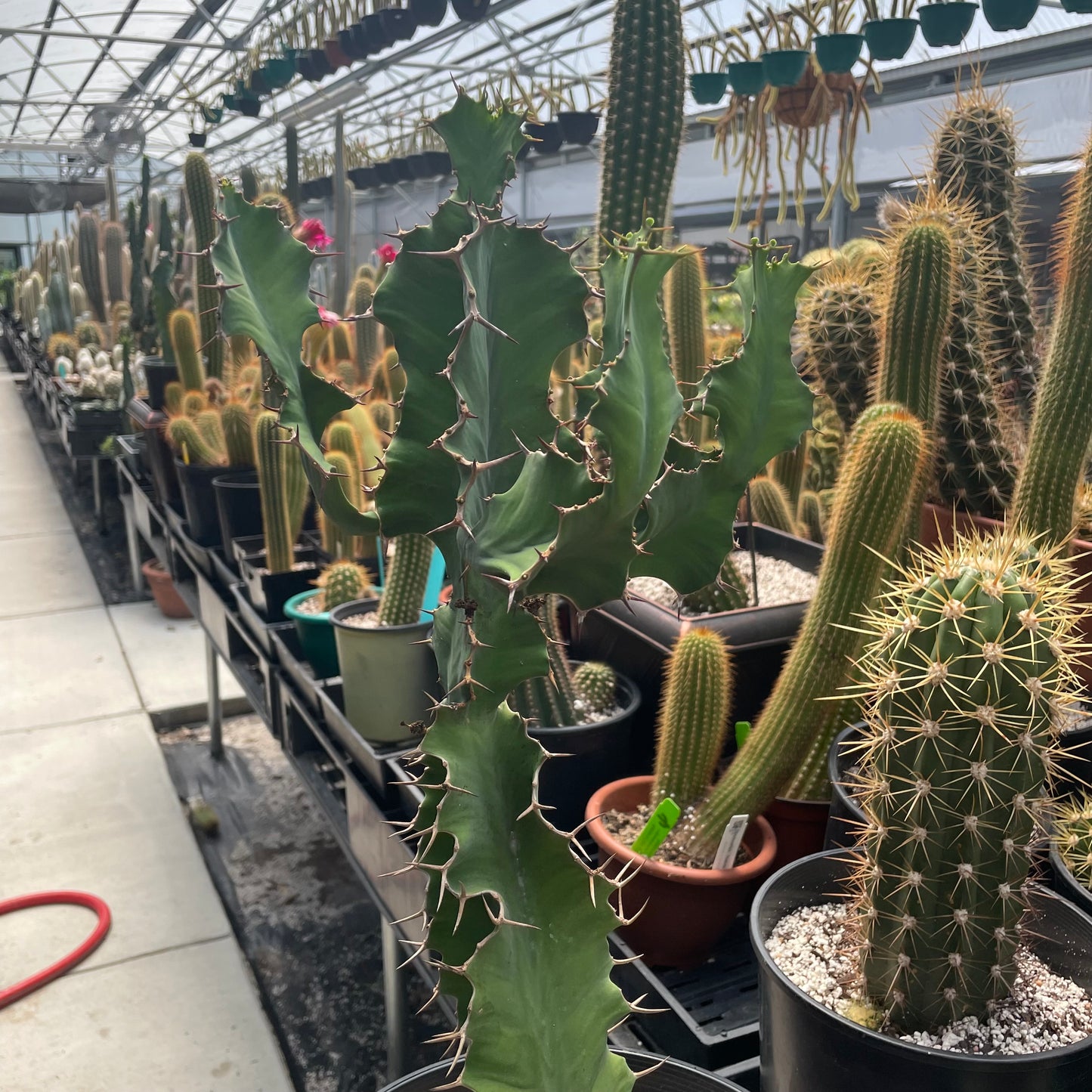 Euphorbia Grandicornis (Cows Horn)