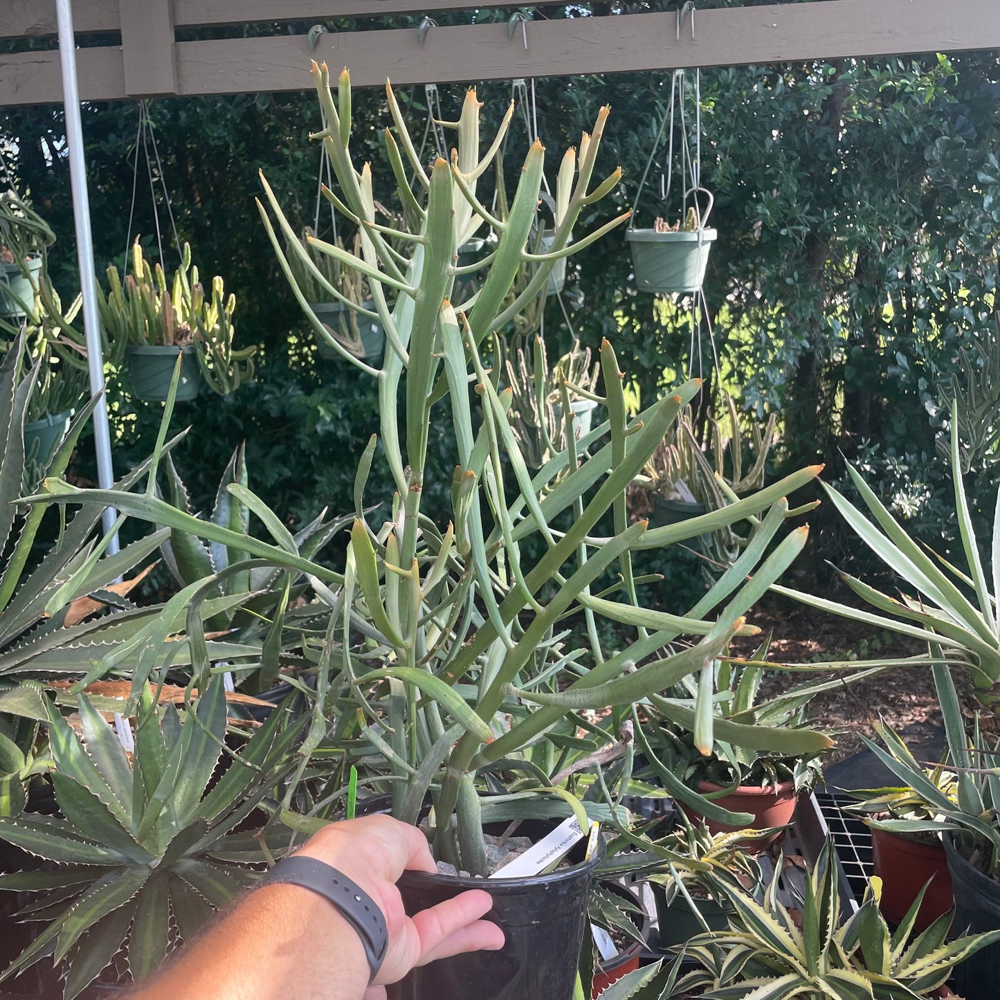 Euphorbia Xylophylloides