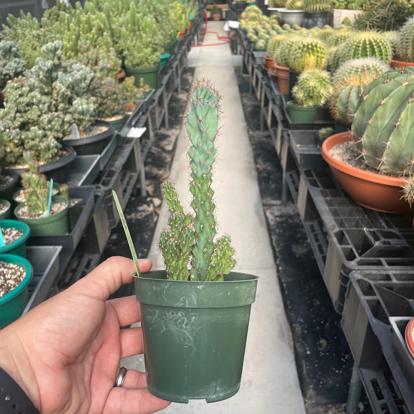 Cereus Peruvianus Monstrose (Crested Apple Cactus)
