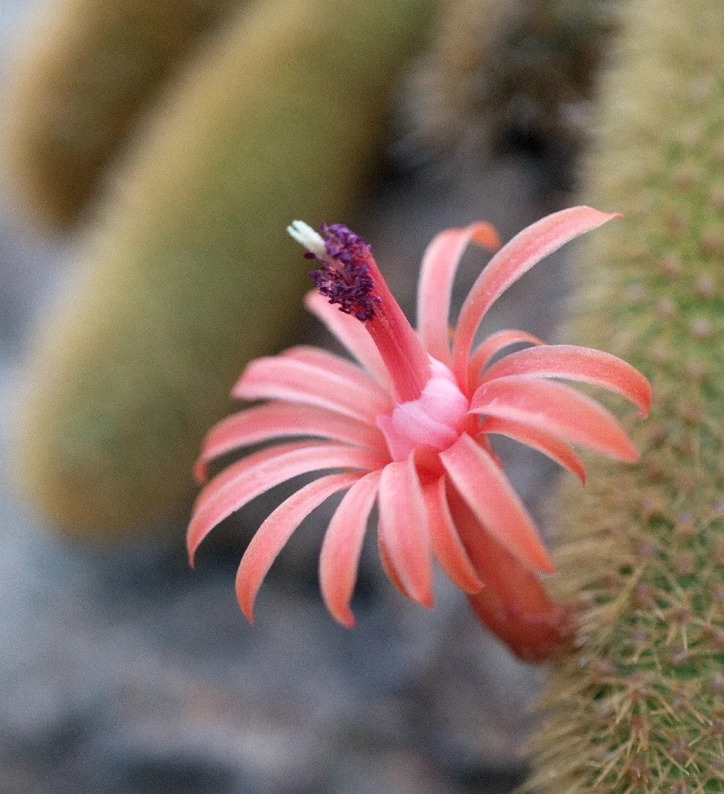 Monkey Tail flower blooming