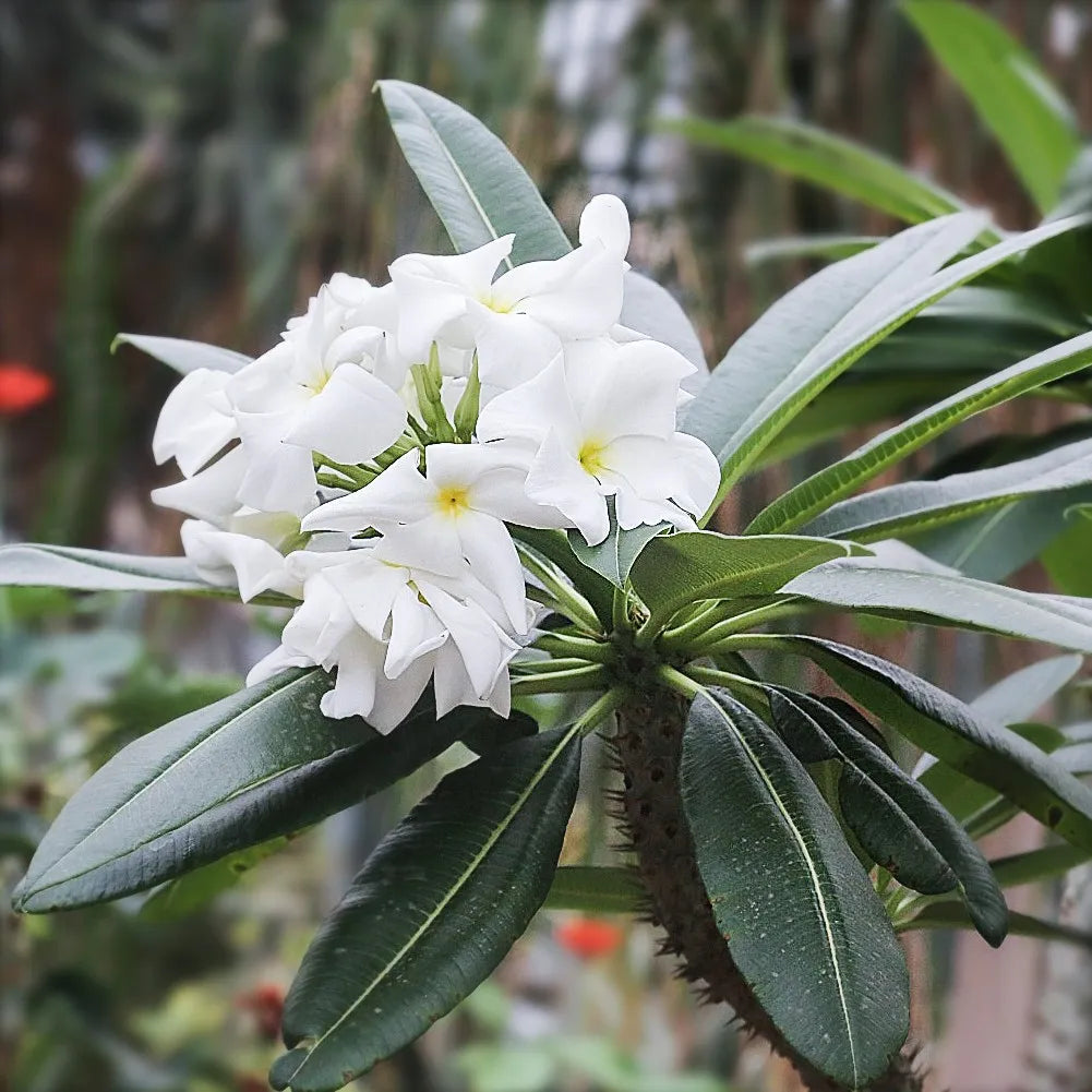 Pachypodium Lamerei (Madagascar Palm)