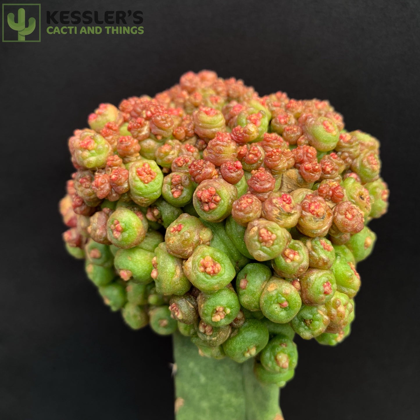 Mammilaria Bocasana Fred
