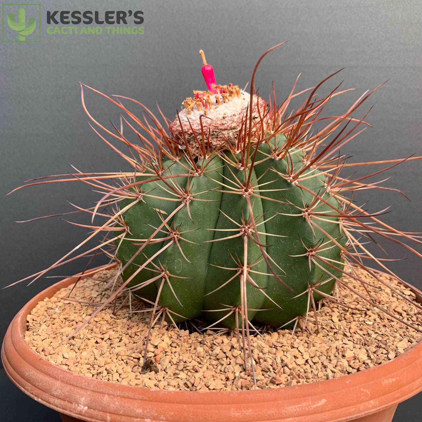 Melocactus Erythracanthus