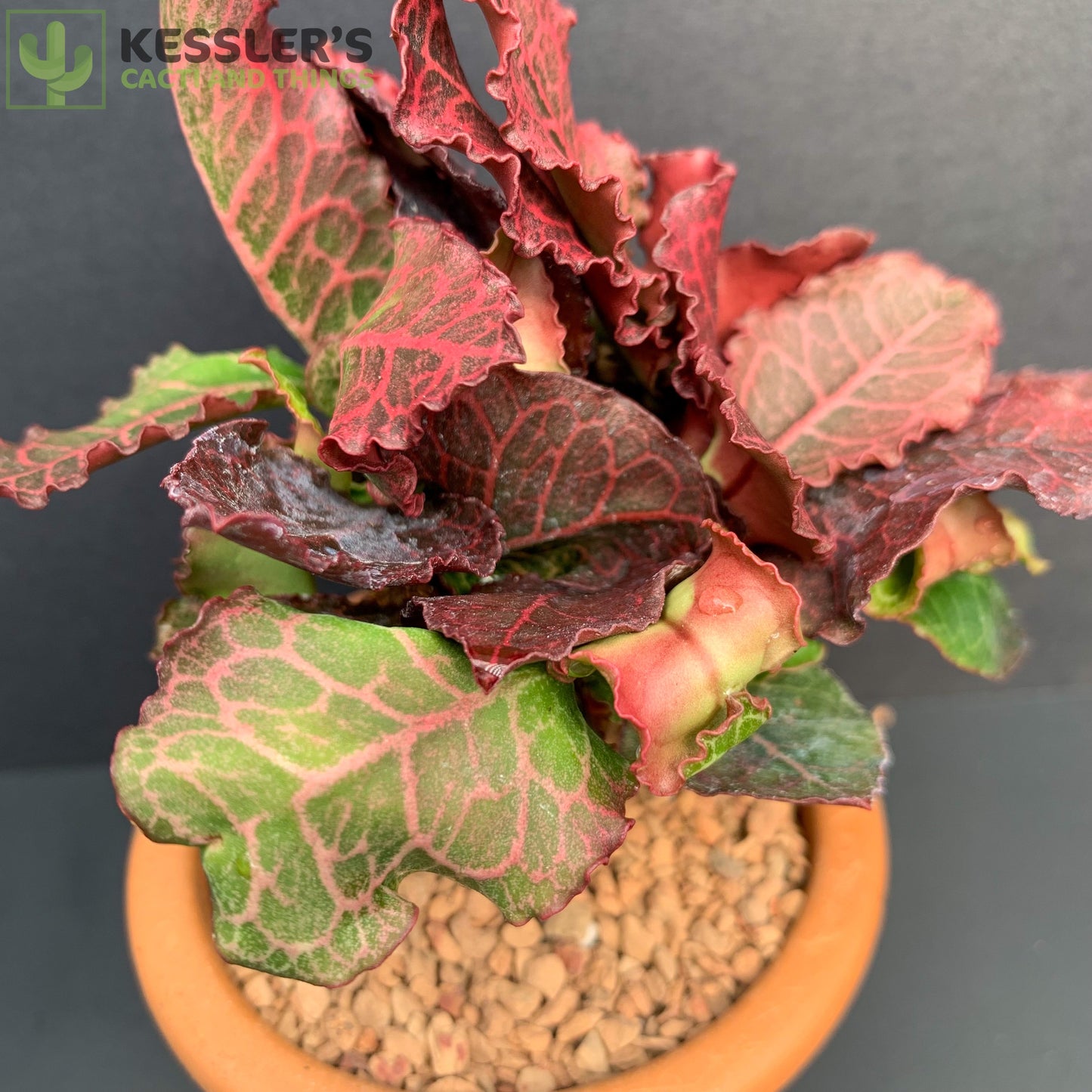 Euphorbia Francoisii Thai Hybrid