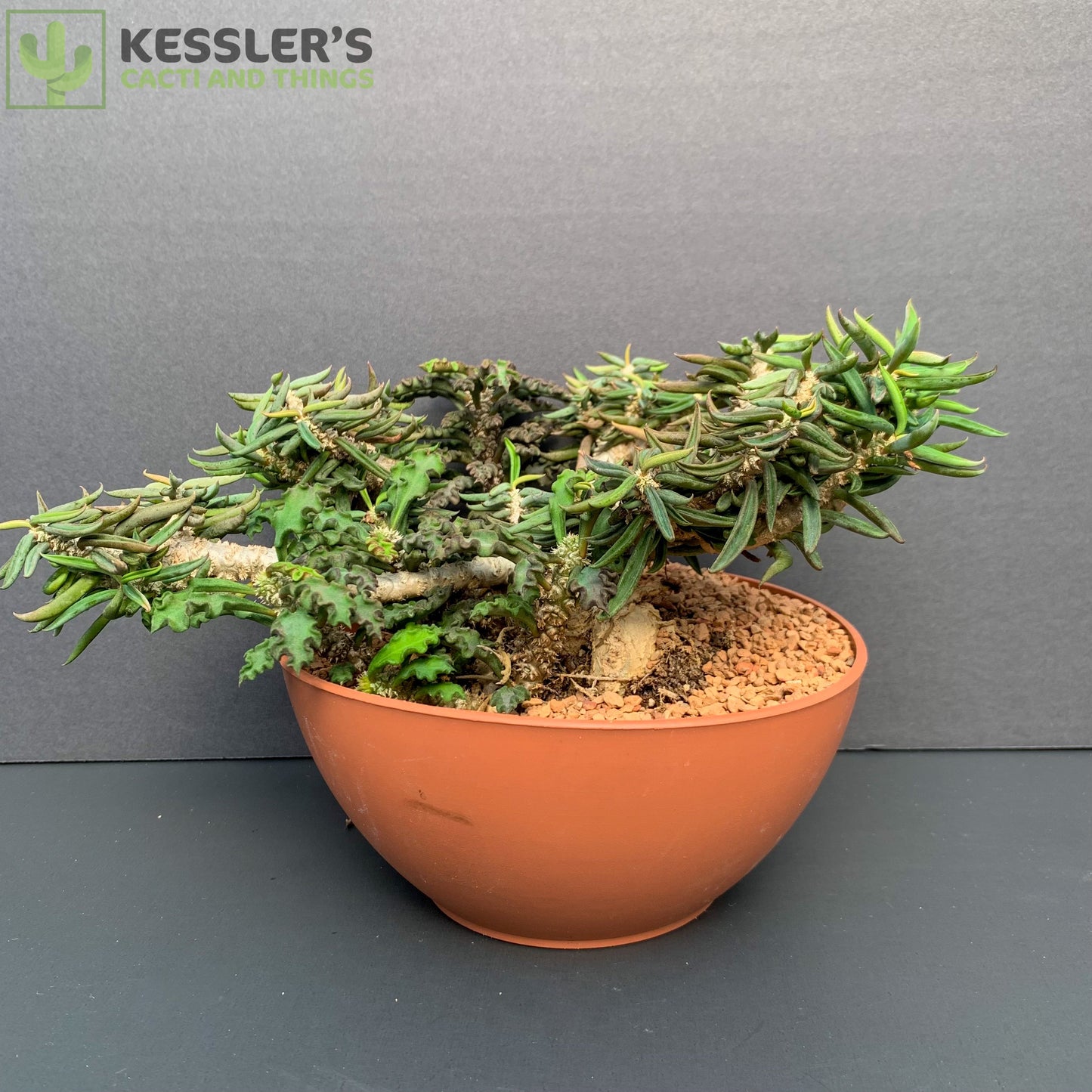 Euphorbia Cylindrifolia Tuberifera