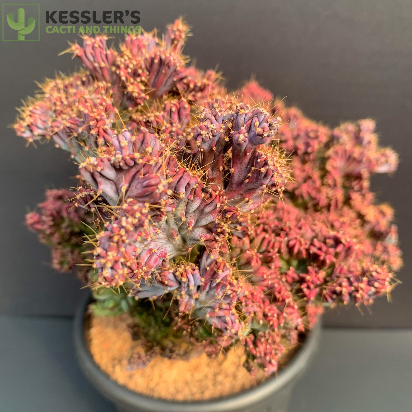 Myrtillocactus Elite Crest