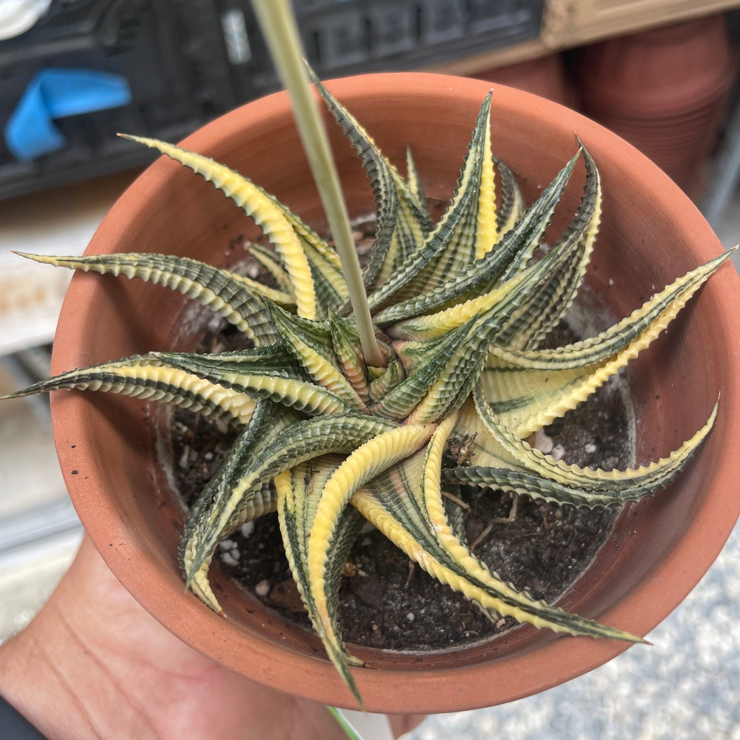 Haworthia Limifolia Variegata (Washboard)