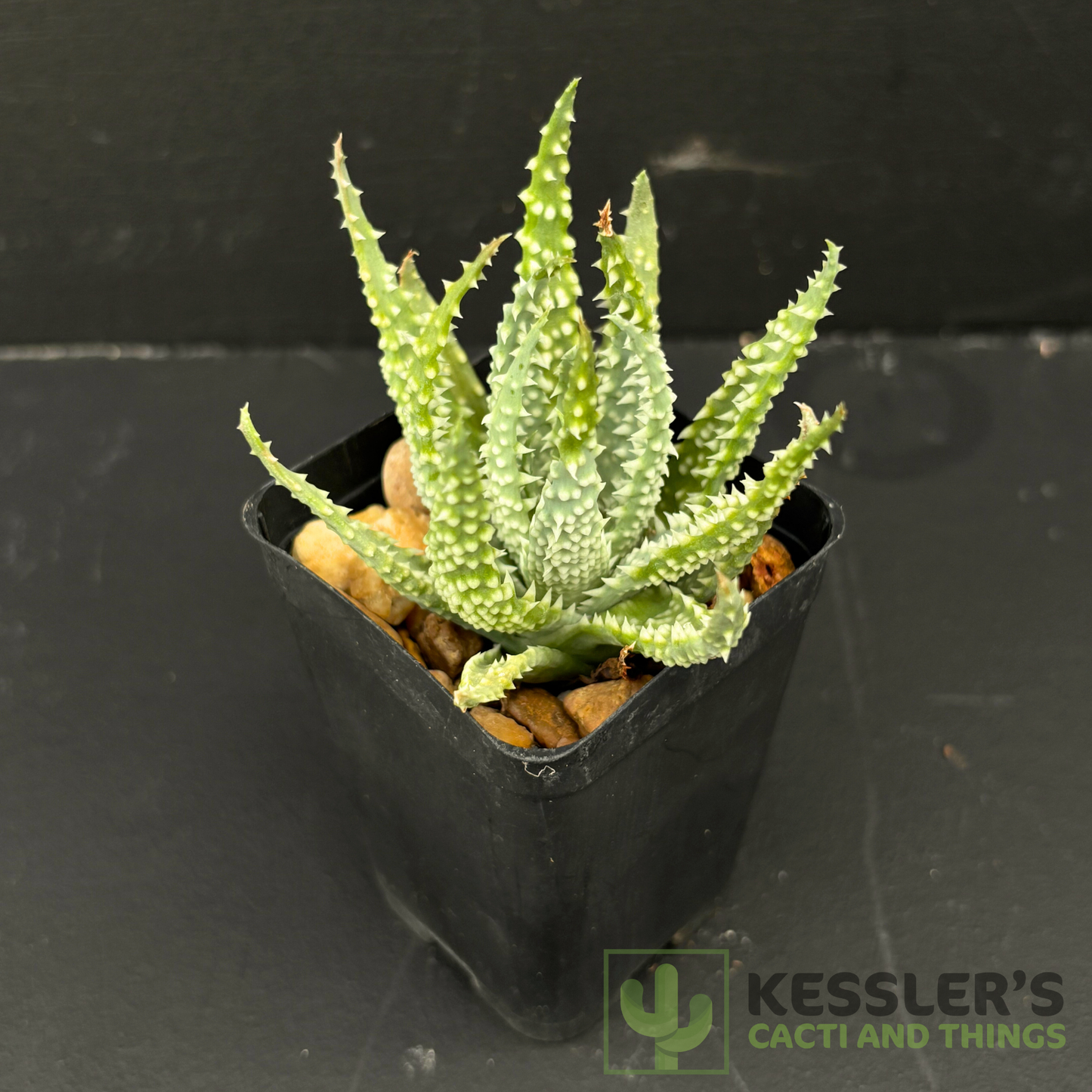 Aloe Humilis (Hedgehog Aloe)