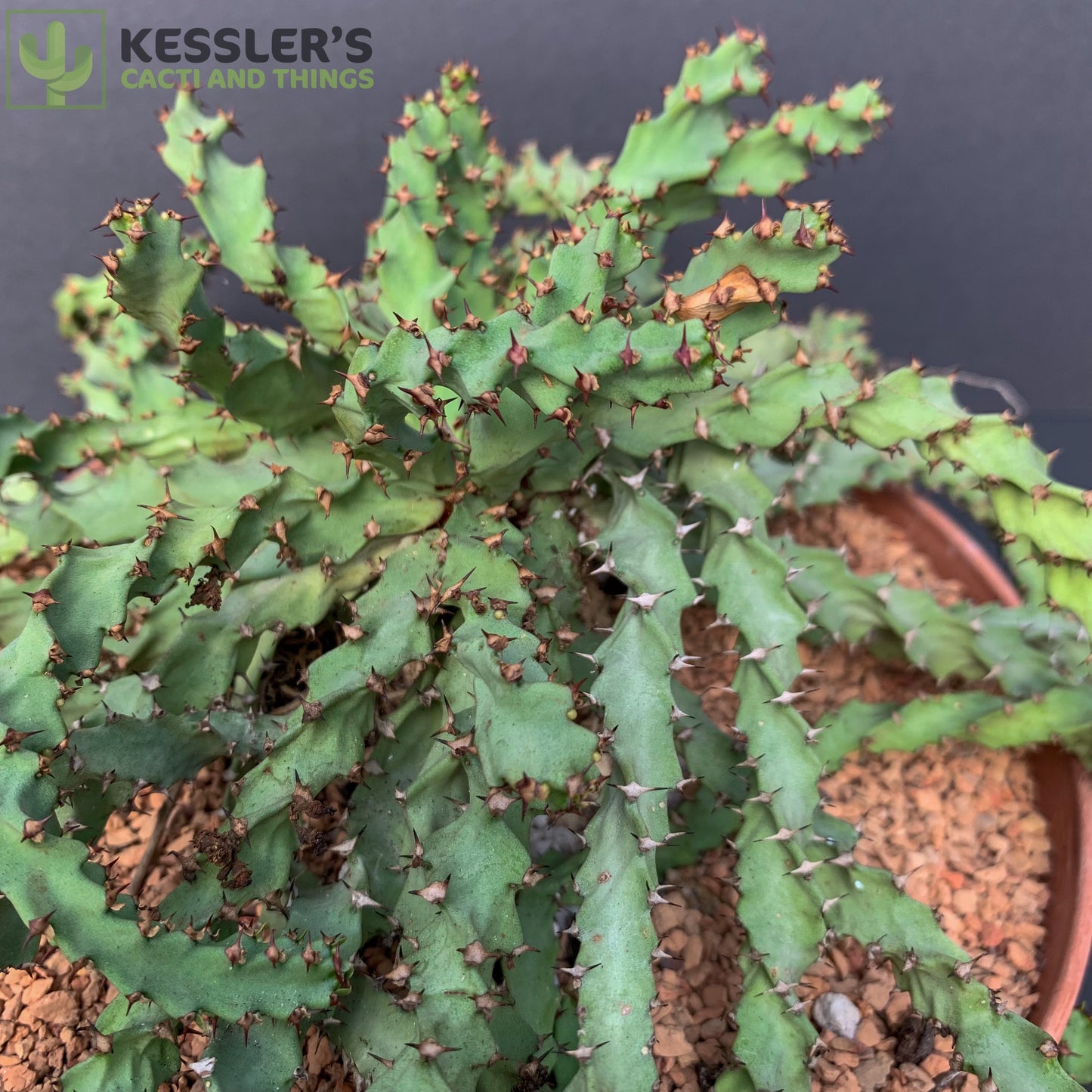 Euphorbia Squarrosa