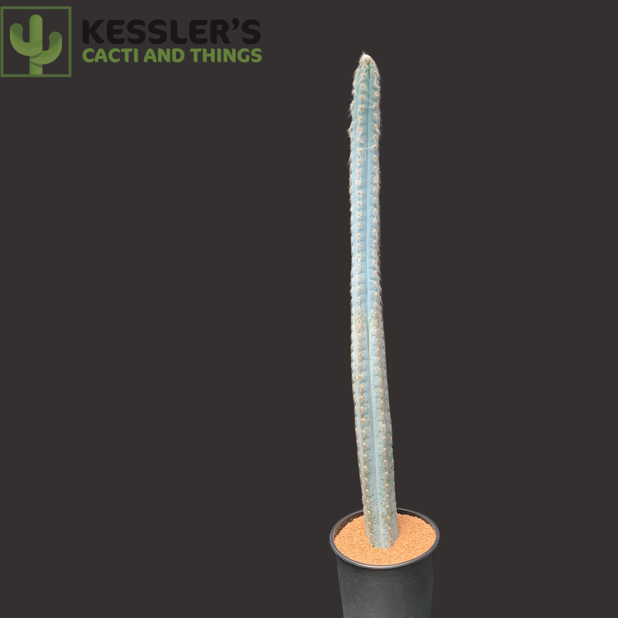Pilosocereus Pachycladus (Blue Torch Cactus)