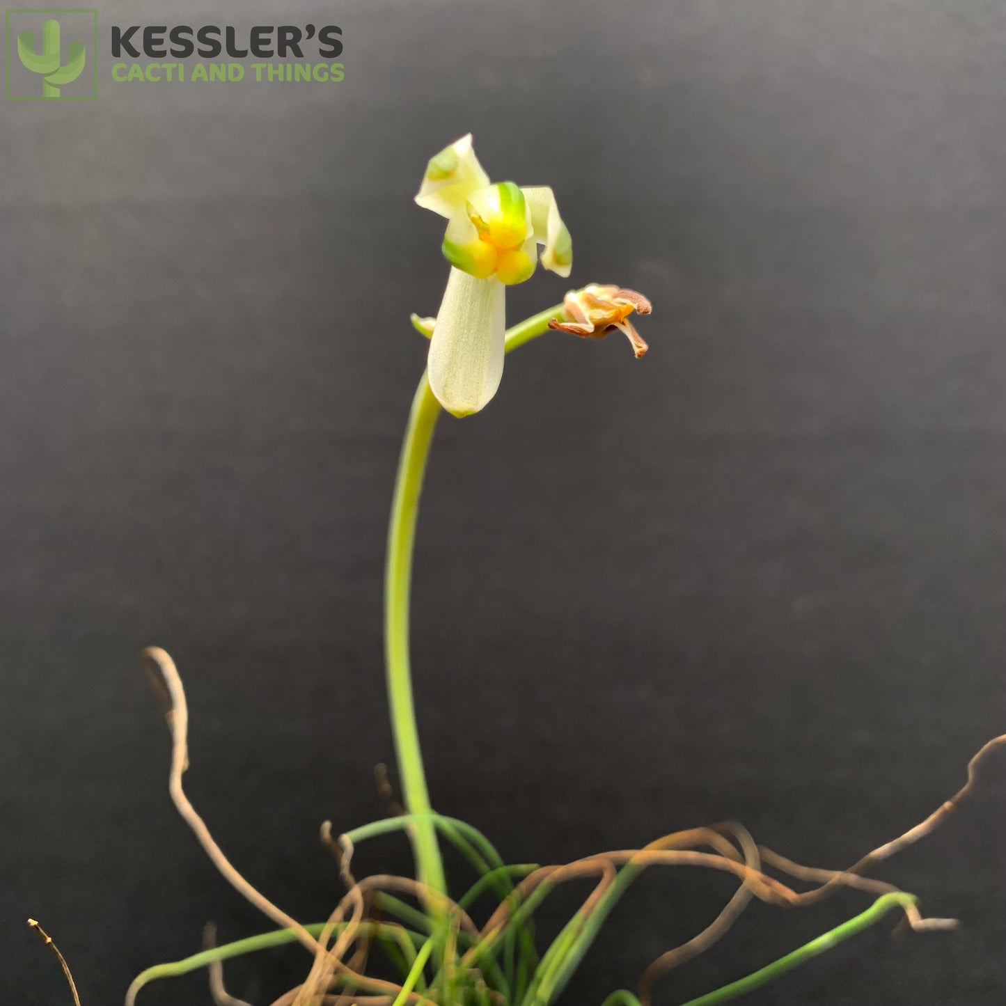 Albuca Humilis