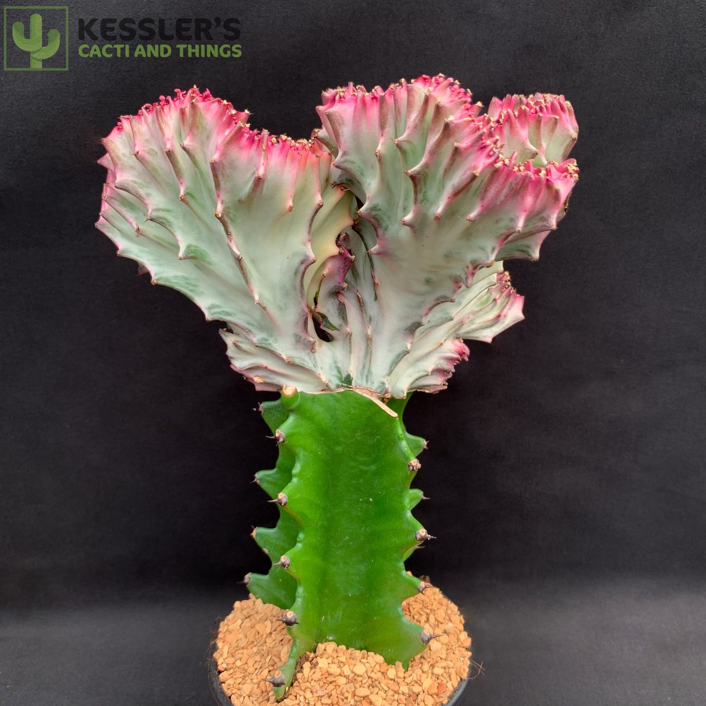 Grafted Euphorbia Lactea Var. Crest (Mermaid Cactus)