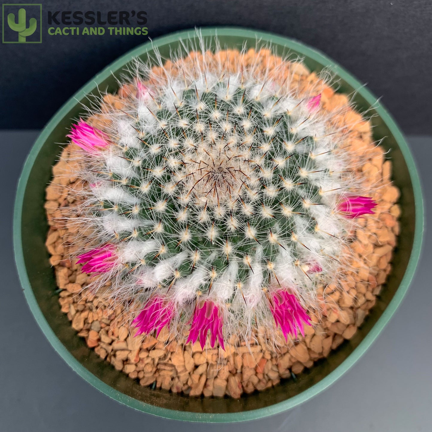 Mammillaria Chionocephala