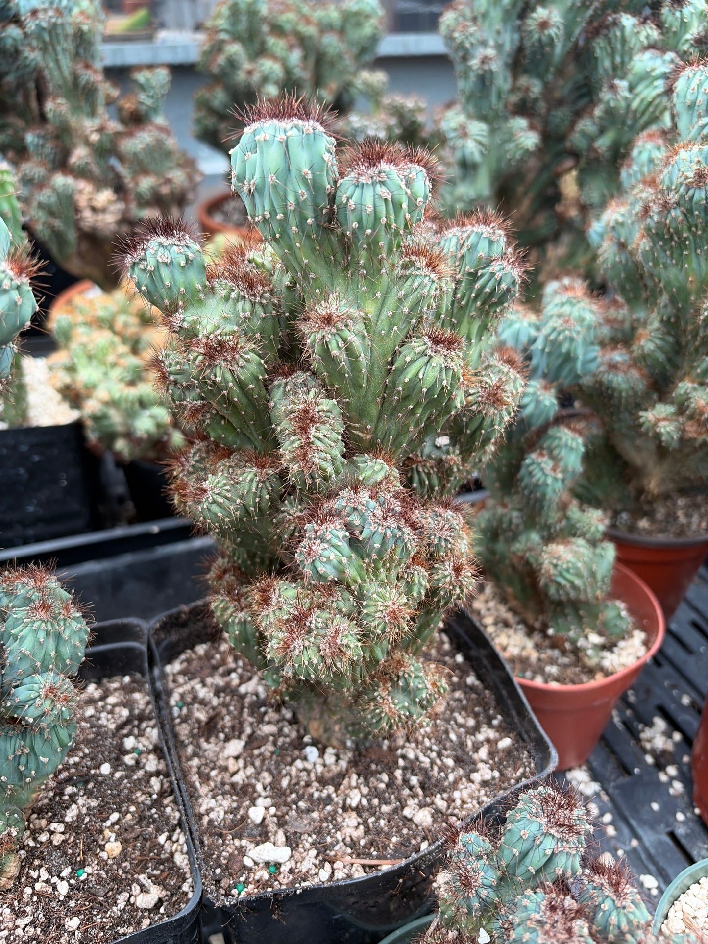 Cereus Forbesii Monstrose Rojo x Ming Thing