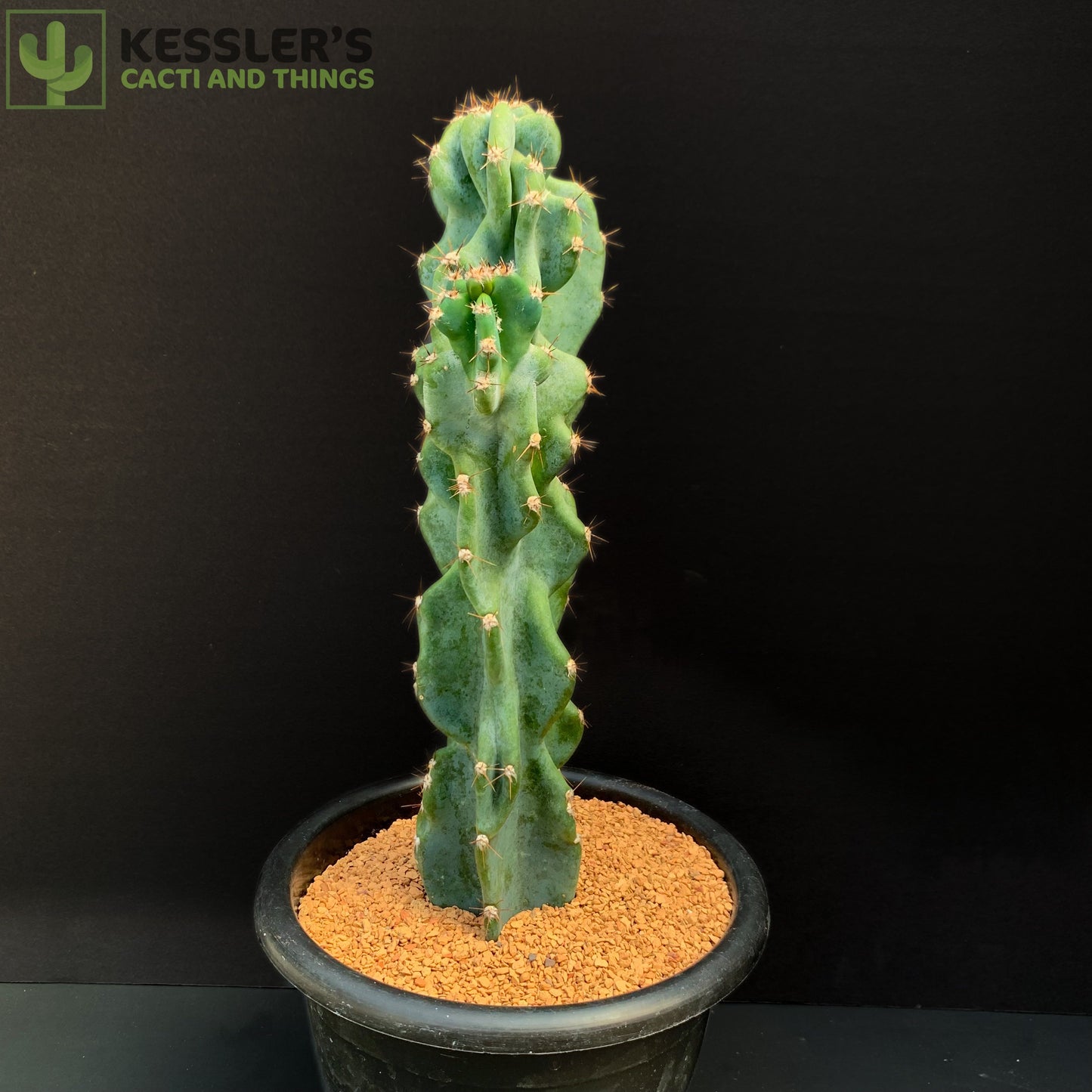 Cereus Hildmannianus Monstrose