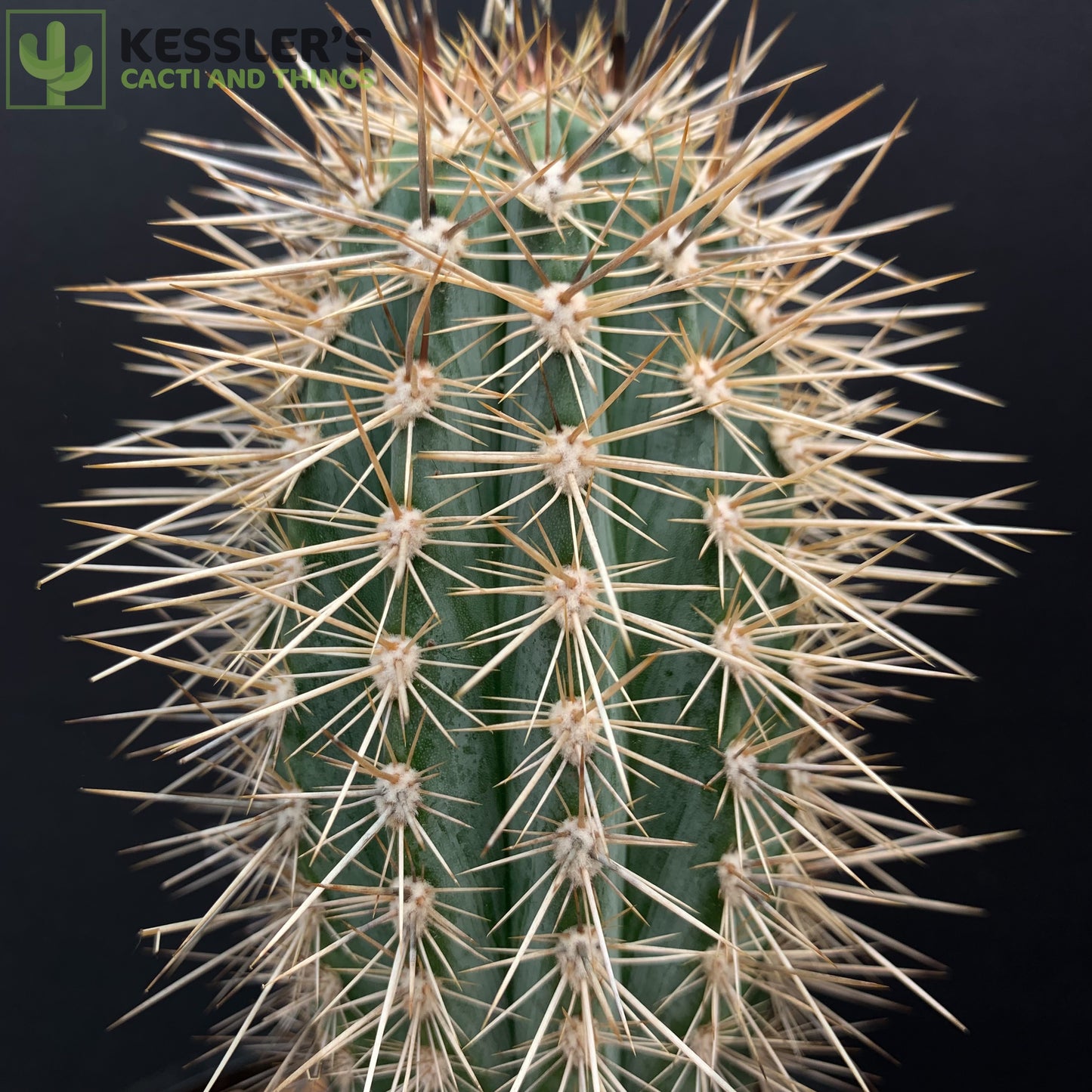 Pachycereus Pringlei (False Saguaro)