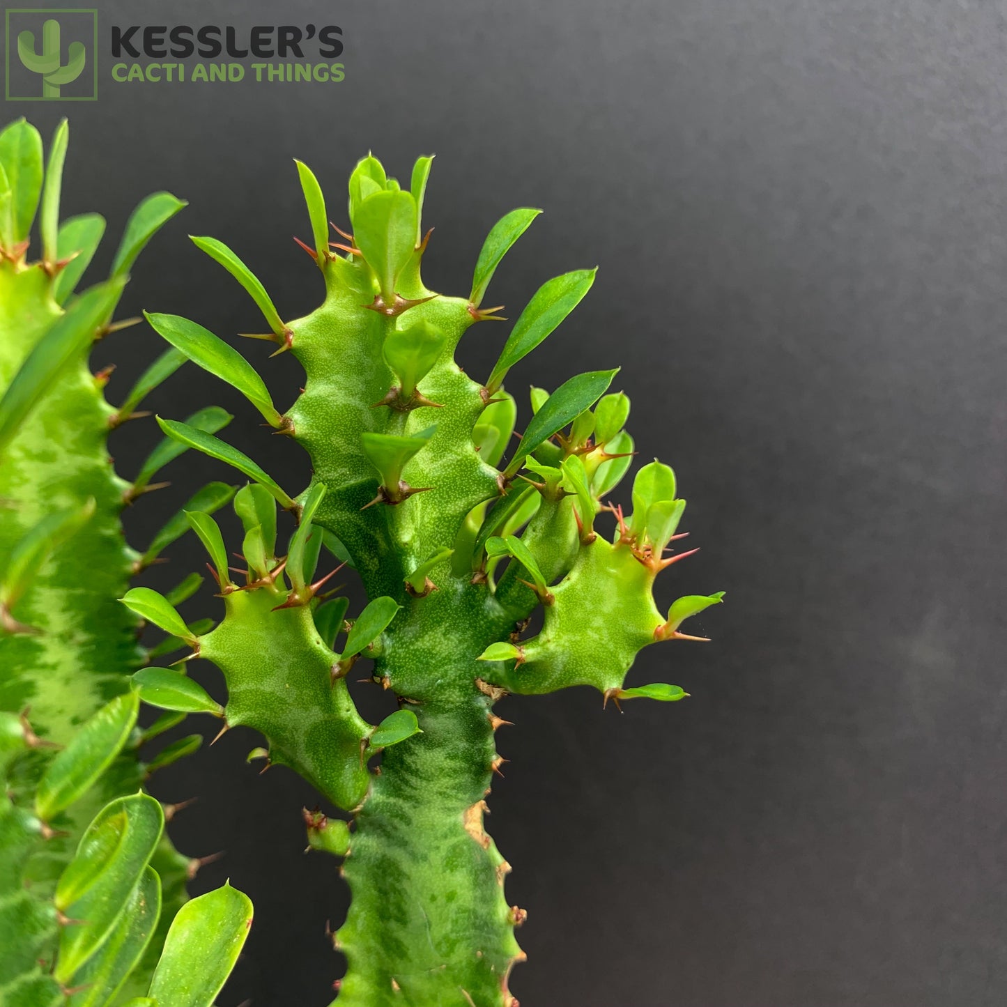 Euphorbia Trigona (Green)
