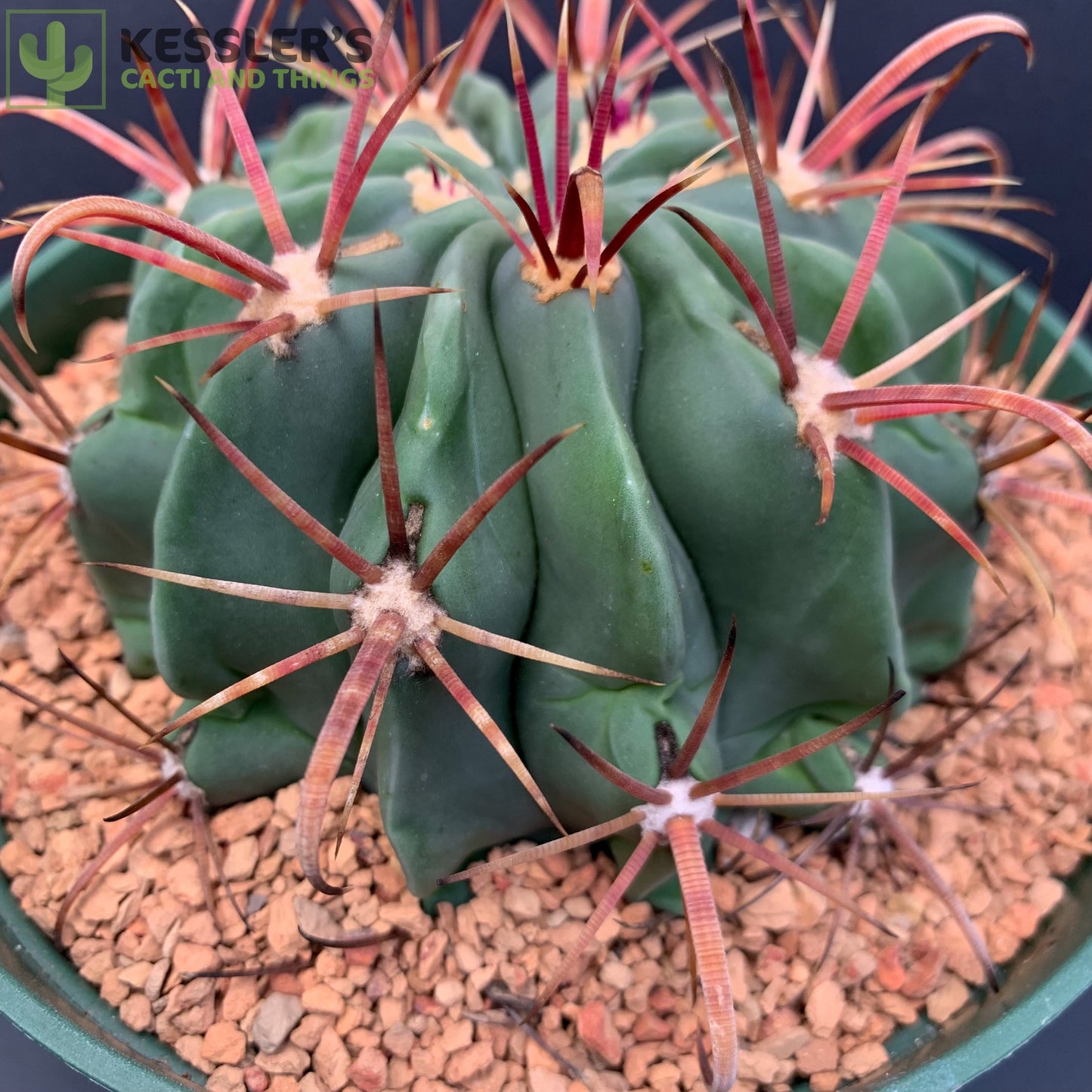 Ferocactus Latispinus