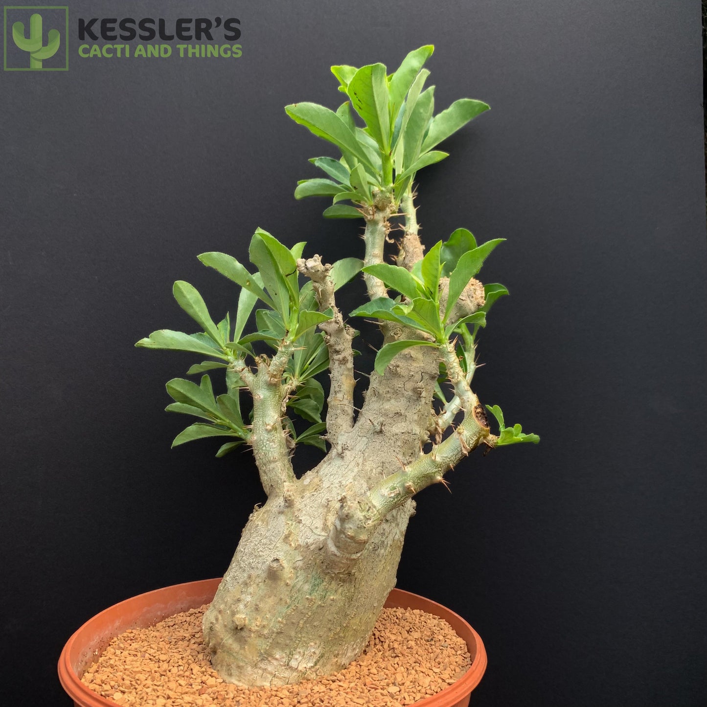 Pachypodium Saundersii