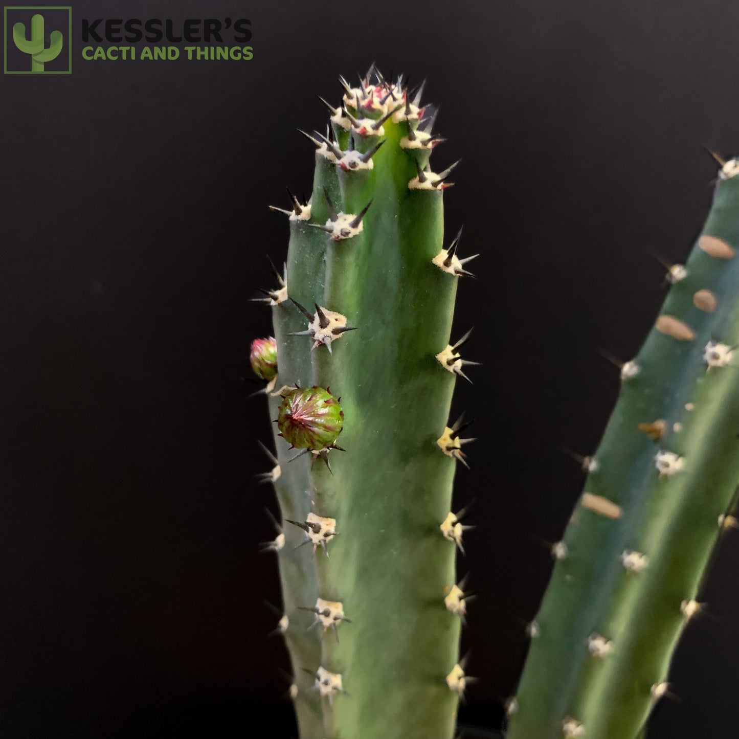 Harrisia Jusbertii