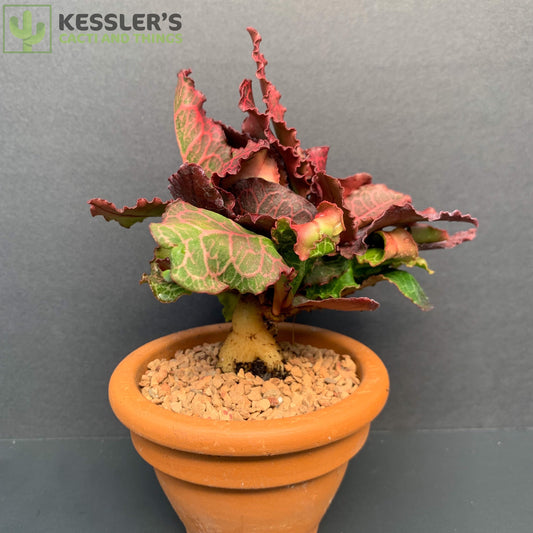 Euphorbia Francoisii Thai Hybrid